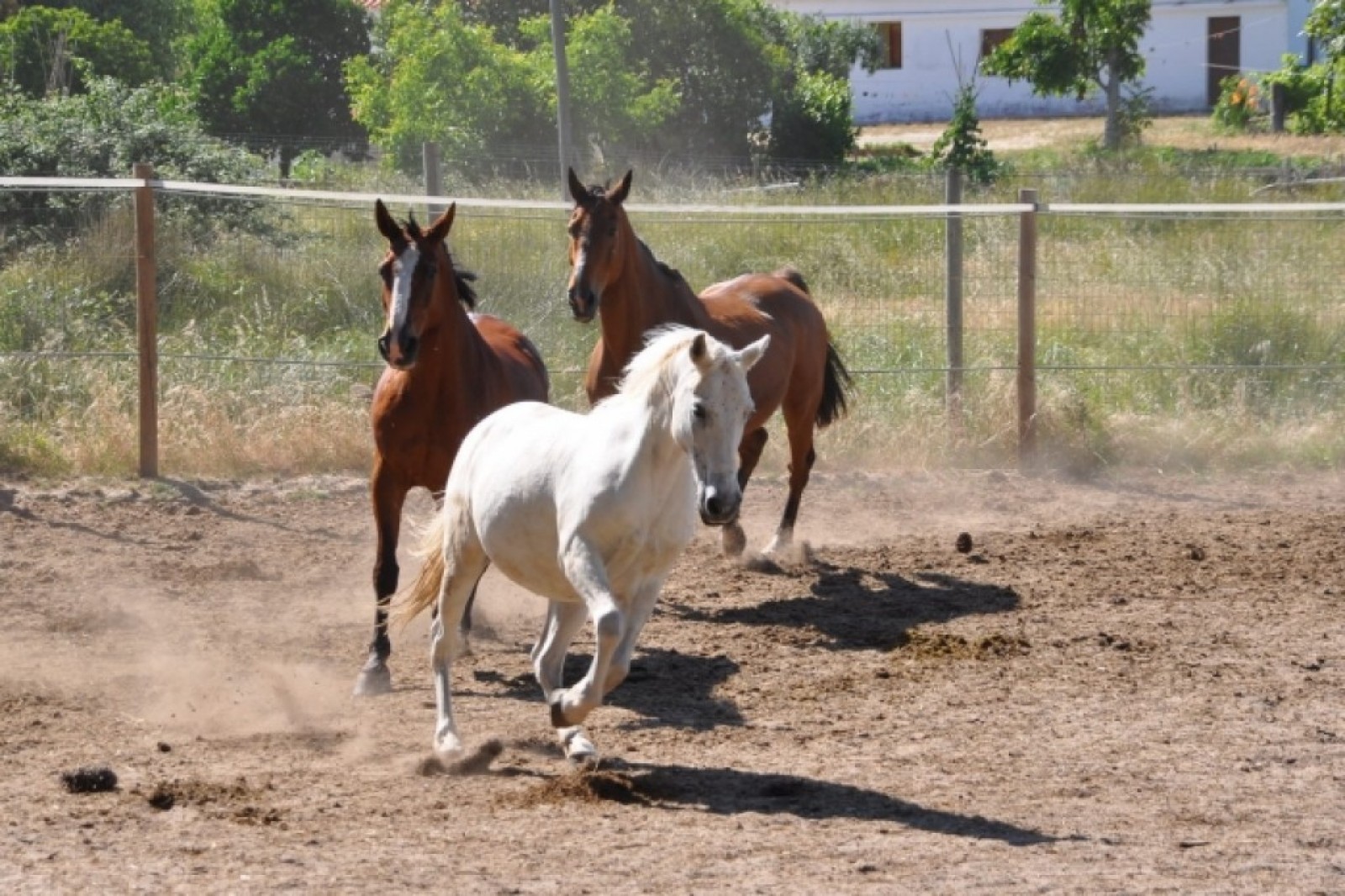 Clube Hípico
